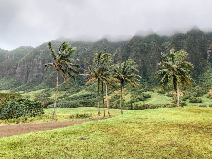 Hawaii palm trees sway in the breeze at Kualoa Ranch in Oahu