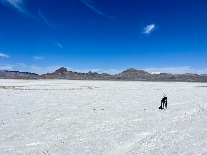 A dog wanders the Bonneville Salt Flats.
