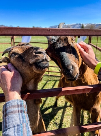 Two adorable goats get pets at a Utah farm.