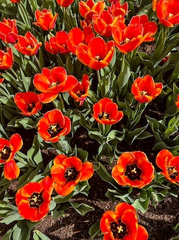 Colorful flowers in Thanksgiving Point