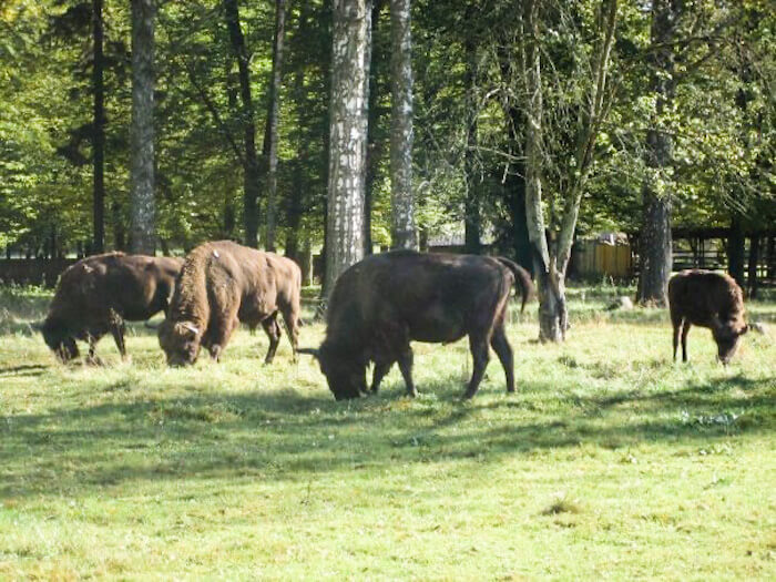 A group of bison gather in a national park in Poland.