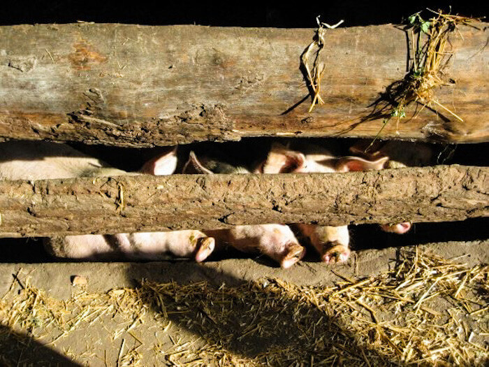 Pigs behind a fence in Poland