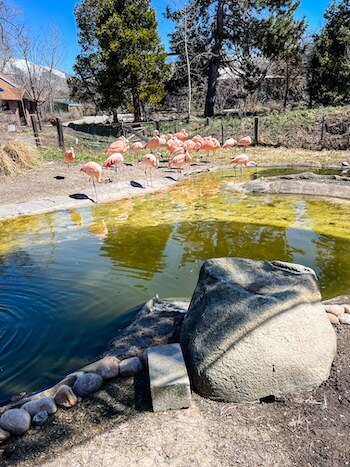 Flamingoes sunbathing at Tracy Aviary in Salt Lake City