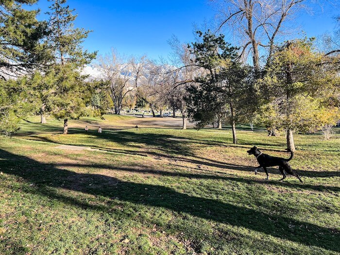 A dog gets ready to play at a dog park in Salt Lake City.
