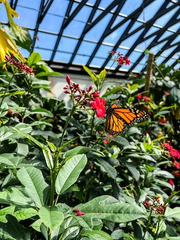 A beautiful butterfly at a garden in Fort Collins
