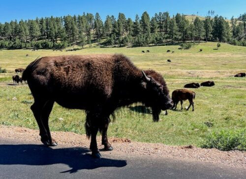 A Detailed Guide to the Custer State Park Wildlife Loop