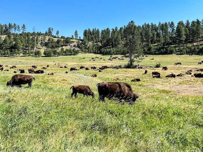 A Detailed Guide To The Custer State Park Wildlife Loop A Detailed Guide To The Custer State Park Wildlife Loop