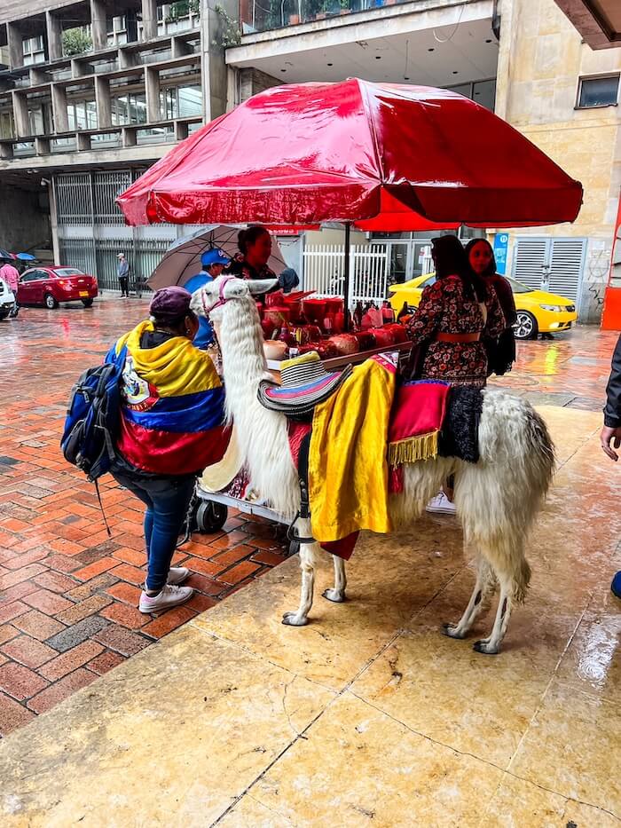 A llama poses with her handler in Bogotá.