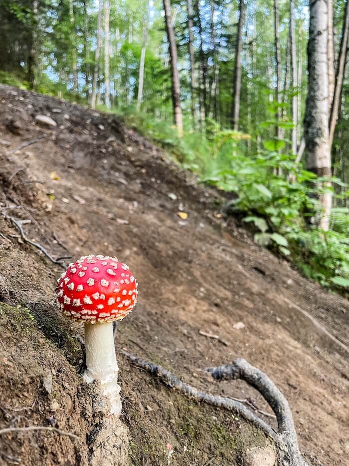 A closeup of a whimsical mushroom on a drive from Anchorage to Denali