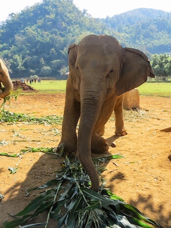 An elephant eats grass at a park in Thailand.