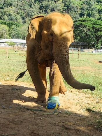 An elephant poses at a park in Thailand.