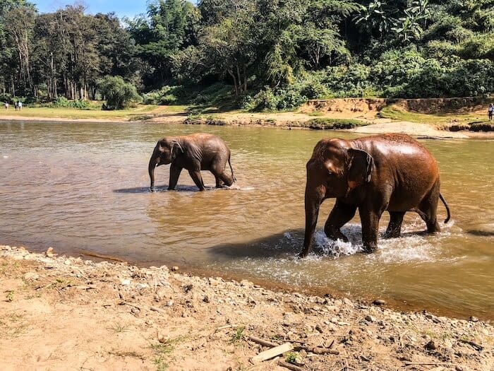 The Elephant Nature Park in Chiang Mai