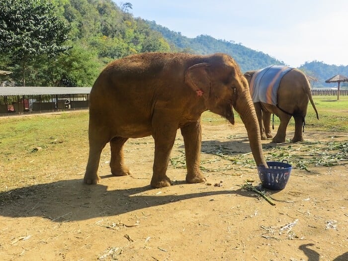 Elephants at a sanctuary in Thailand