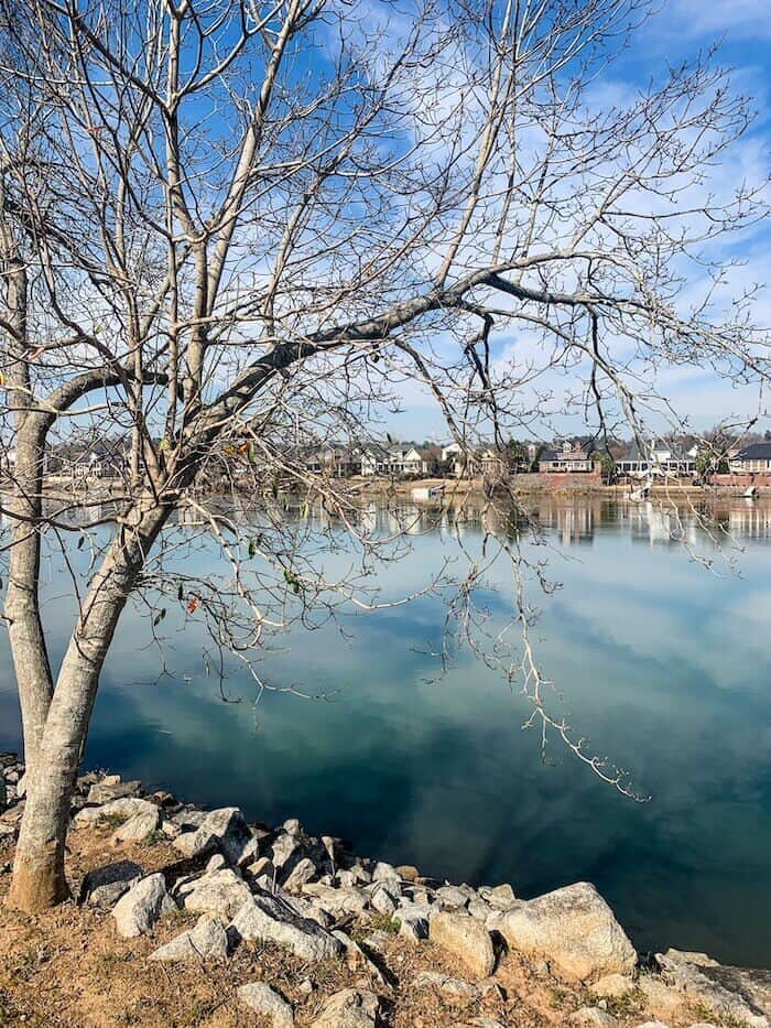 A bare tree on the Savannah River, one of the best things to do in Augusta, Georgia