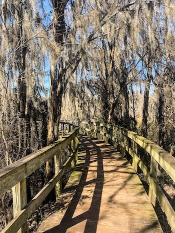 A boardwalk at a swamp