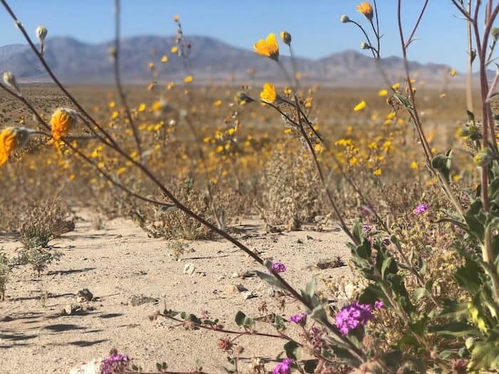 A close-up of desert flowers during a superbloom 