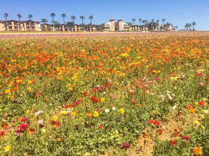 A sea of orange, red, and yellow flowers at The Flower Fields in Carlsbad
