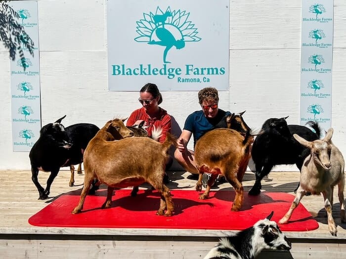 A couple poses with a group of goats after goat yoga in Ramona, California.