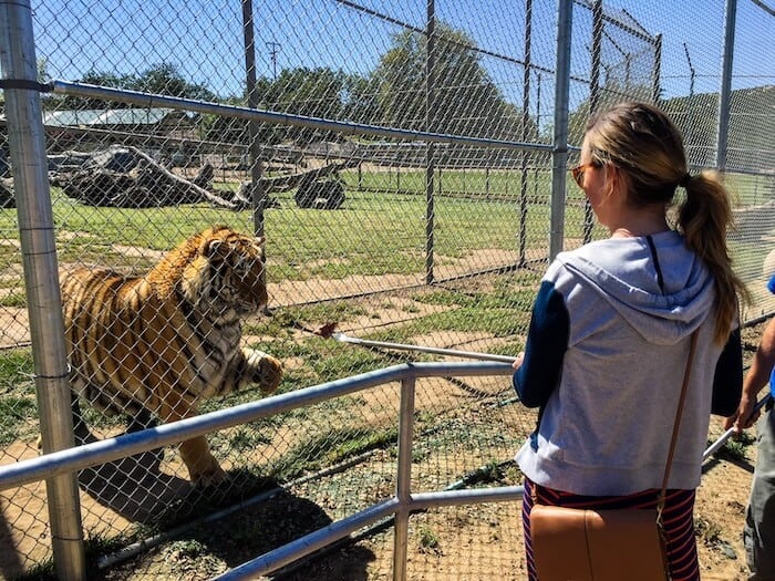 A woman feeds a tiger through a cage at Lions Tigers & Bears.