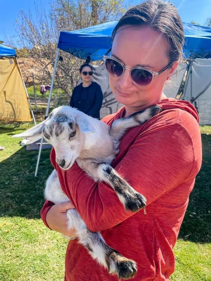 A woman holds a white baby goat in her arms.