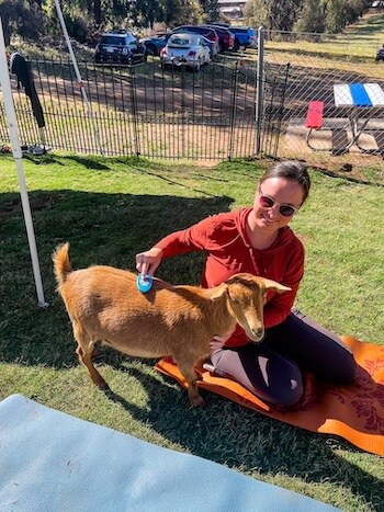 A woman brushes a goat at a goat yoga session.