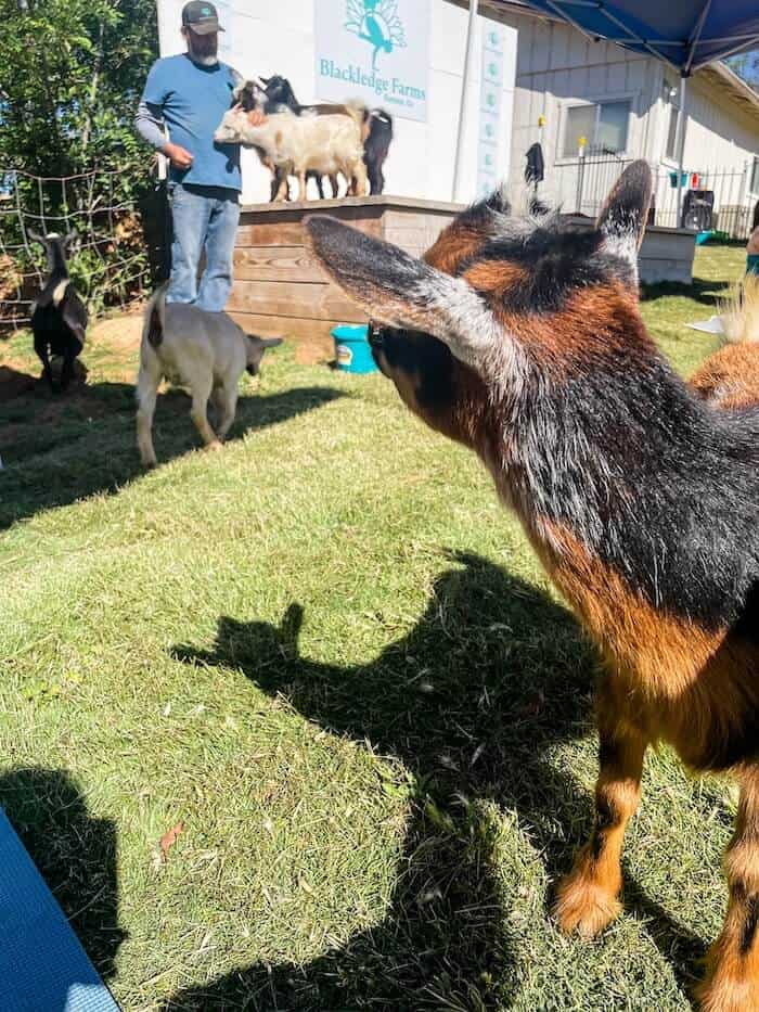A goat looks at the other goats posing on a platform nearby at a goat yoga event in Ramona, California.