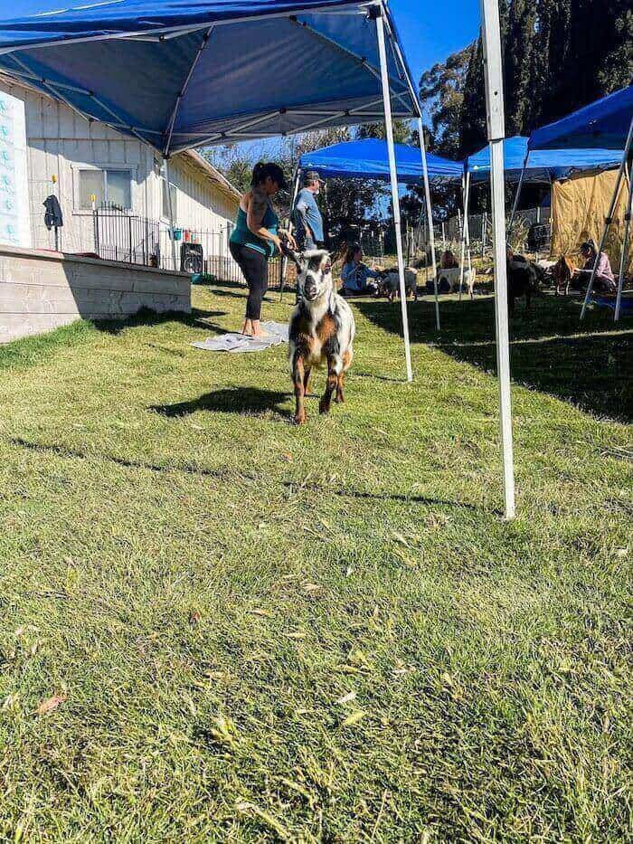 A small goat runs toward the camera at a goat yoga event in Ramona, California.