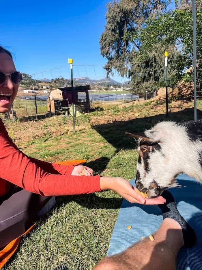 A woman feeds a goat out of her hand at a goat yoga event in Ramona, California.