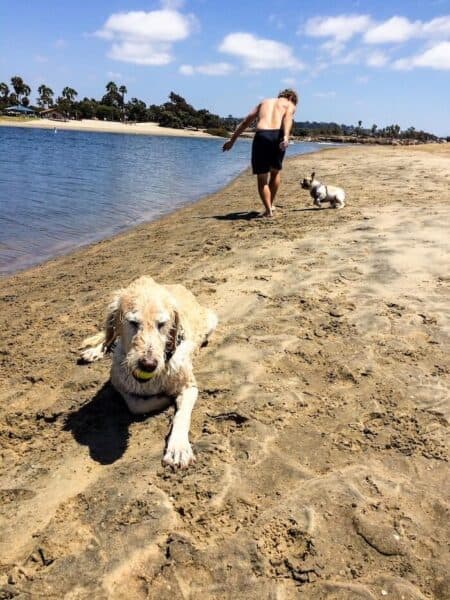 A dog relaxes on a dog beach in San Diego with a ball in his mouth while his owner plays with a second dog in the background.
