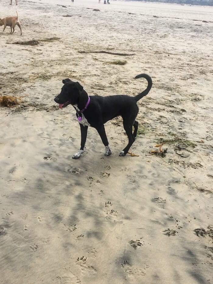 A dog poses on a beach in Coronado.