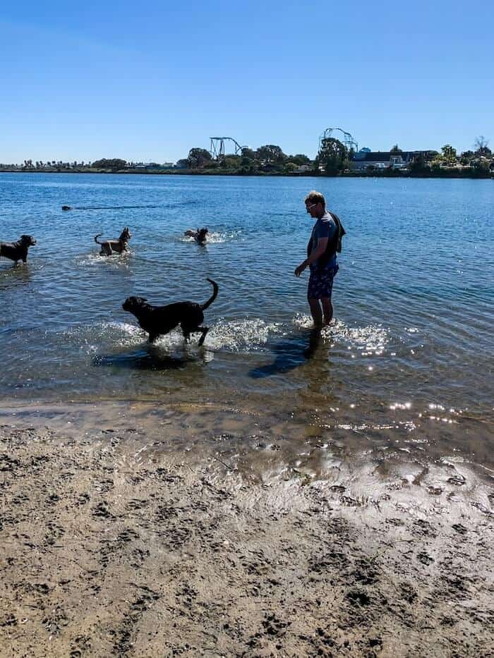 Dogs play in the bay as a dog owner watches on Fiesta Island in San Diego.
