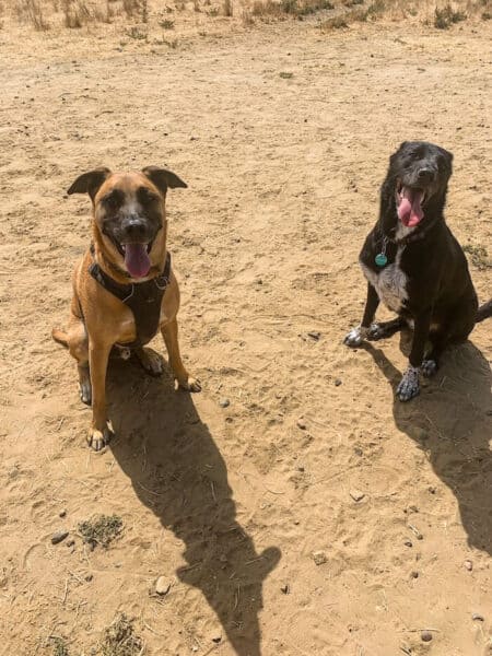 Two dogs smile next to one another on a dog beach in San Diego.