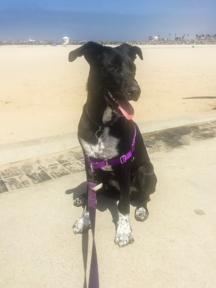 A dog sits on a boardwalk with her leash on in San Diego.