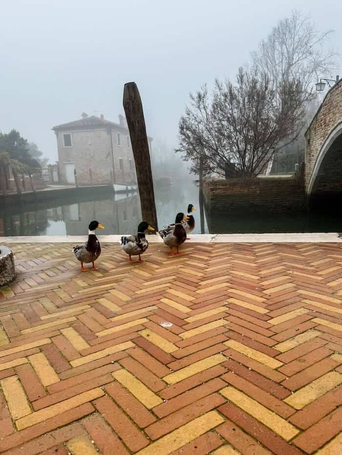 Ducks waddle in Torcello on the Venetian Lagoon.