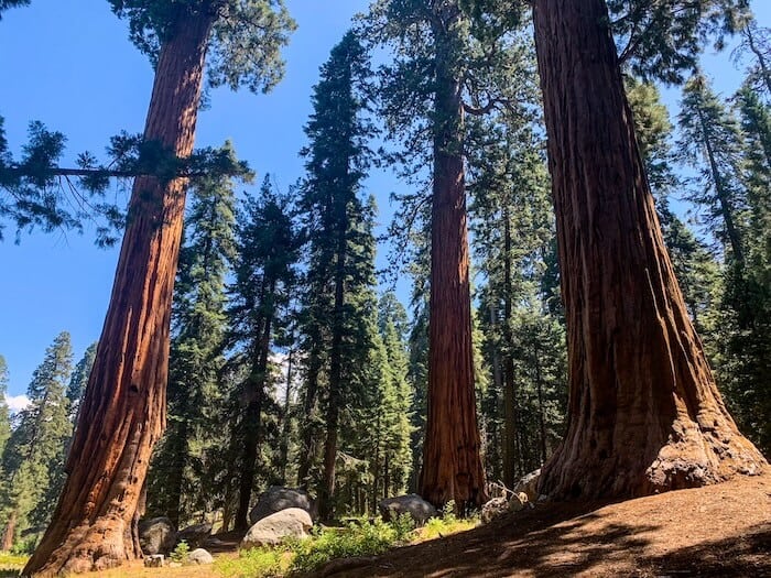 A grove of trees at Sequoia National Park