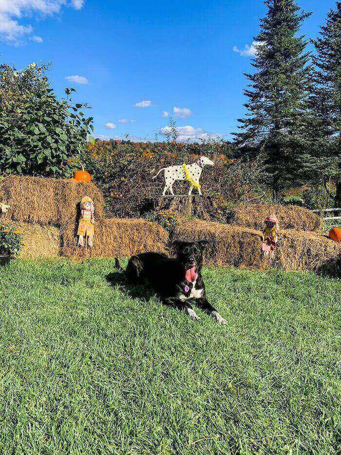 A dog relaxes at Dog Mountain in Vermont.