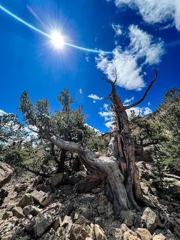 An impressively old tree on a trail near Fairplay