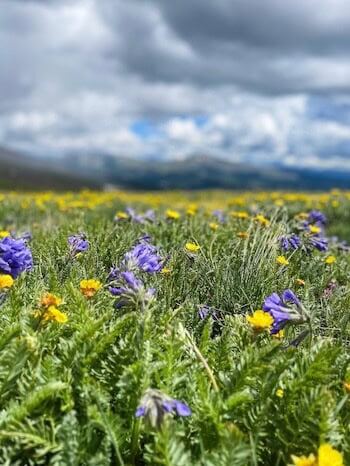 Wildflowers blanketing Pennsylvania Mountain