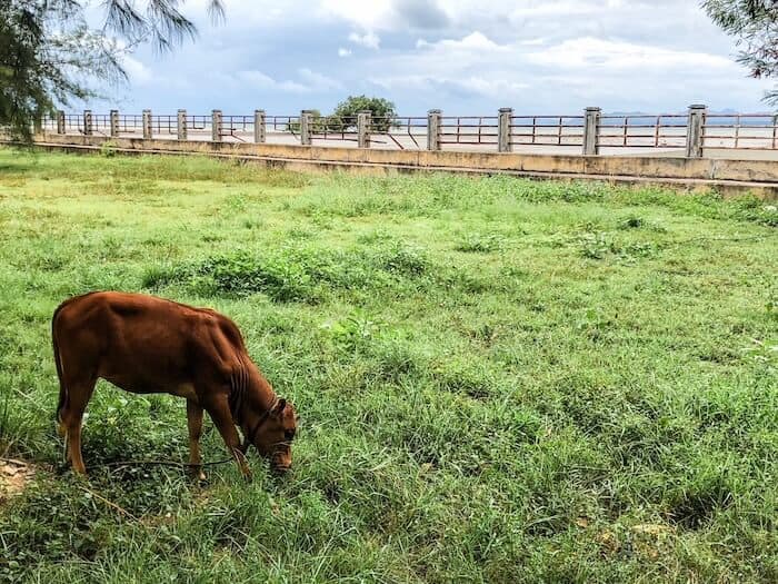 A cow munches on grass in Koh Lanta.