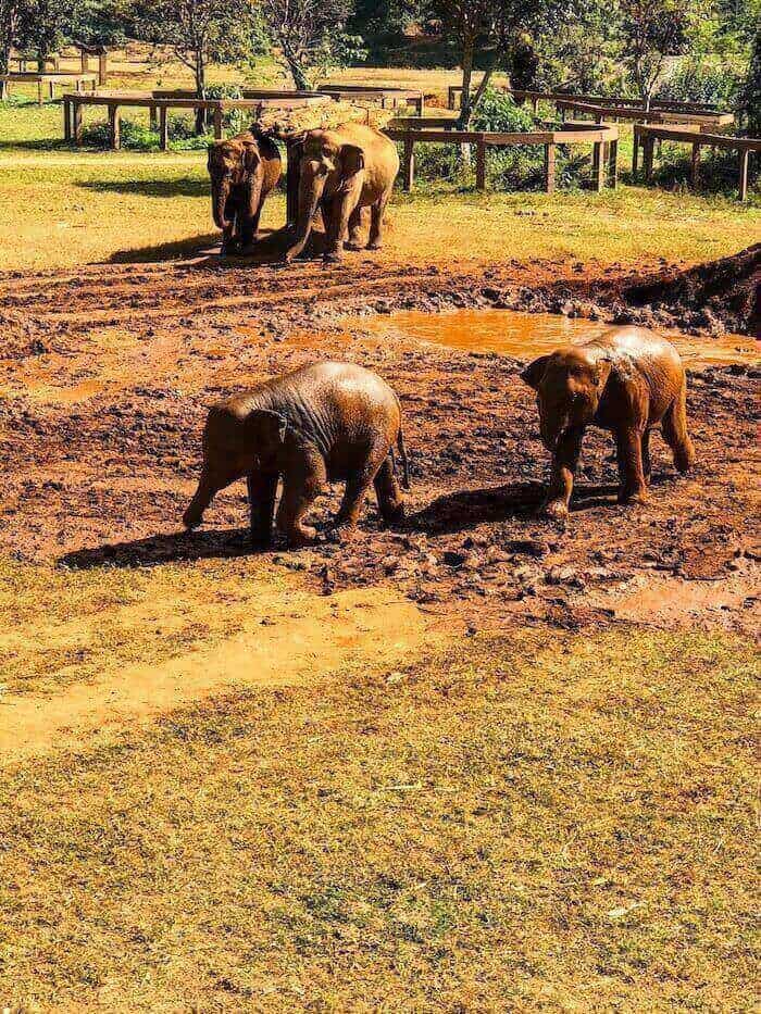 Elephants play in the mud in Thailand.