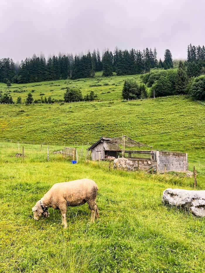 Grazing sheep in the town of Gruyères, Switzerland