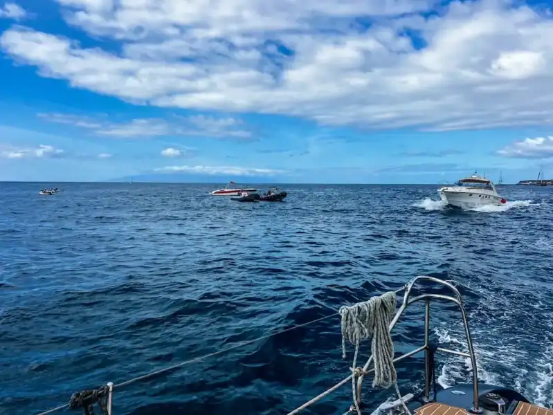 A speed boat approaches a whale watching tour in Tenerife.