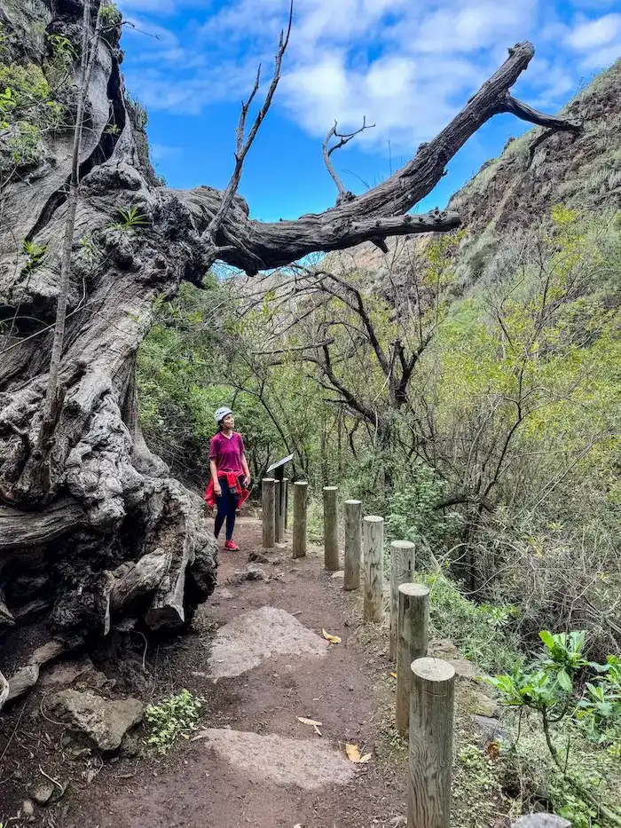 A woman explores Tenerife on a hike.