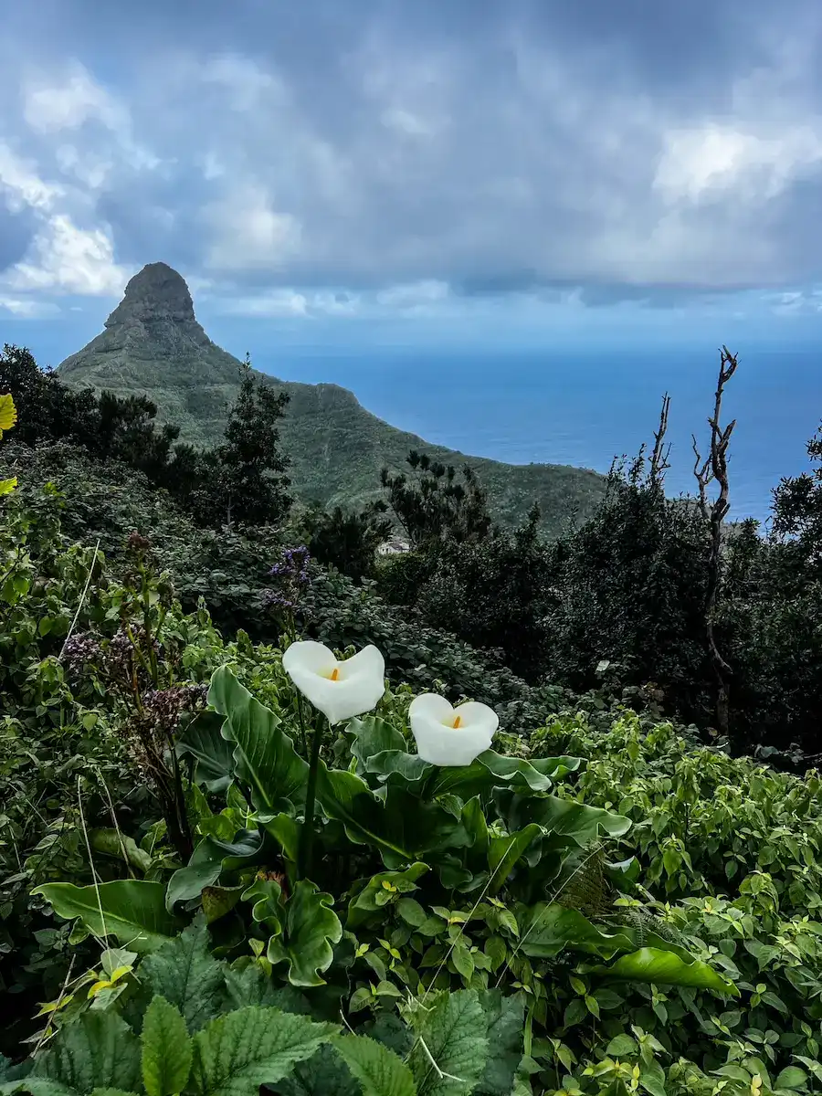 A viewpoint in Anaga Rural Park, with a flower in the foreground, in Tenerife