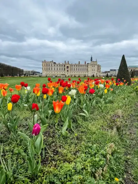 Tulips bloom at the chateau in Saint-Germain-en-Laye.