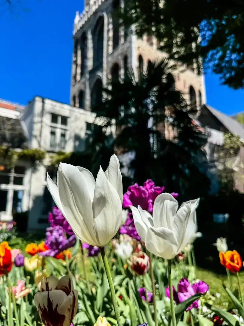 Flowers blooming in front of Dom Tower in Utrecht