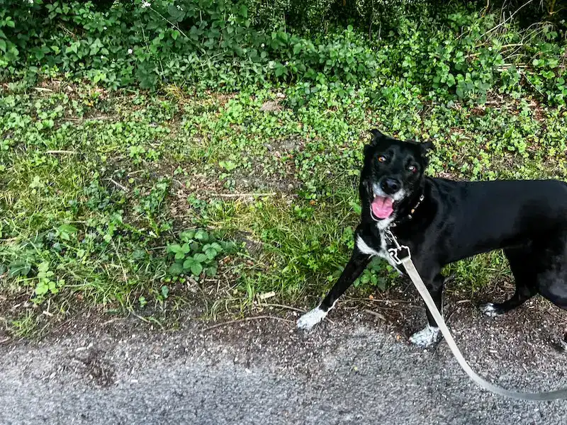 Is Traveling With a Dog Worth It? Real Pros & Cons