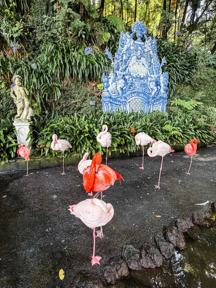 Flamingoes in Madeira