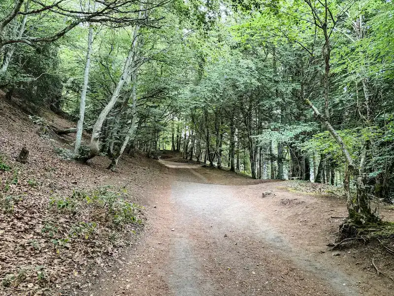 A forested trail on the way up to a volcano in France