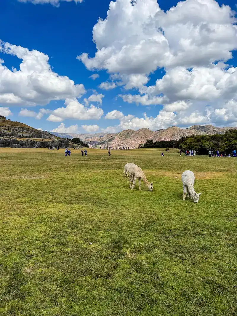 Animals graze at Sacsayhuamán in Cusco.